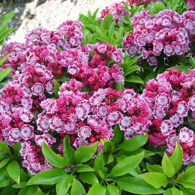 Kalmia lat. 'Yankee Doodle'