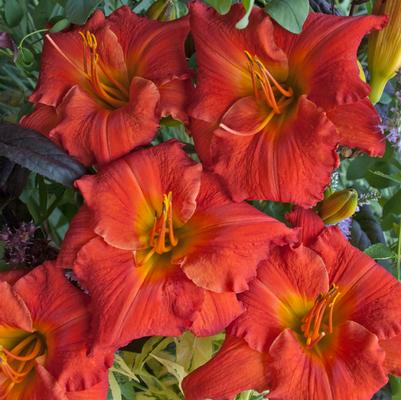 Hemerocallis Desert Flame