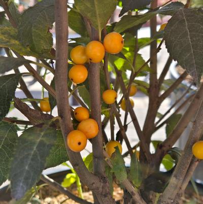 Ilex verticillata Berry Heavy® Gold