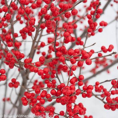 Ilex verticillata Berry Poppins®