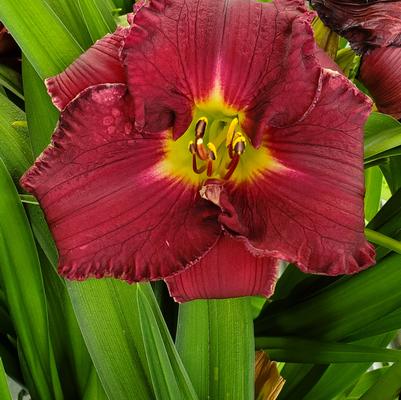 Hemerocallis Rainbow Rhythm® Rainbow Rhythm® Nosferatu