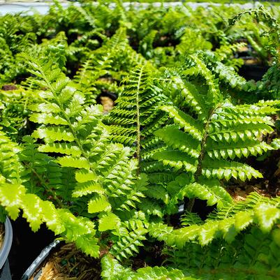 Polystichum polyblepharum 