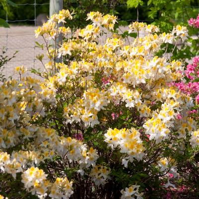 Azalea x Northern Hi-Lights