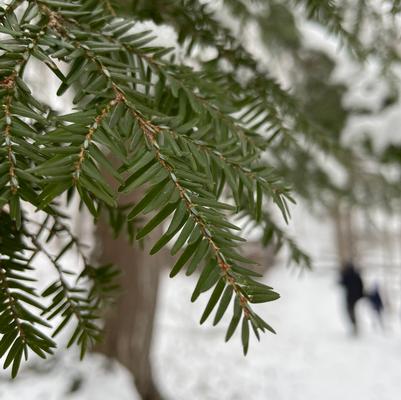 Tsuga canadensis 