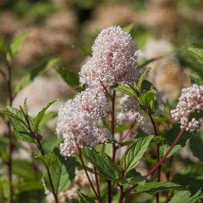 Ceanothus americanus 