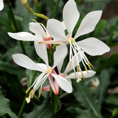 Gaura Sparkle White