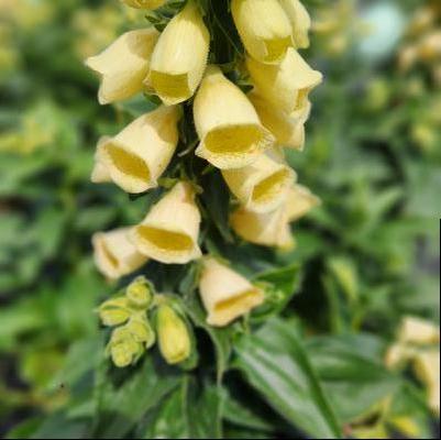 Digitalis grandiflora Carillon