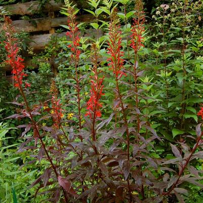 Lobelia Black Truffle