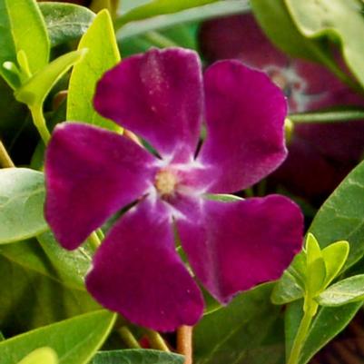 Vinca minor Atropurpurea