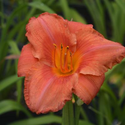 Hemerocallis 'South Seas'