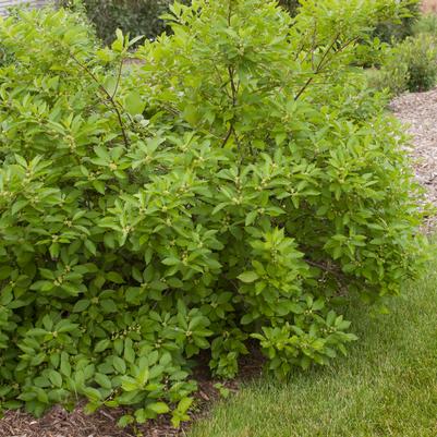 Ilex verticillata 'Southern Gentleman'