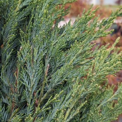 Juniperus scopulorum 'Moonglow'