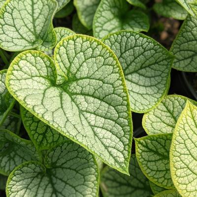 Brunnera macrophylla 'Jack Frost'