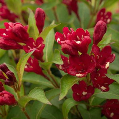 Weigela x Maroon Swoon™