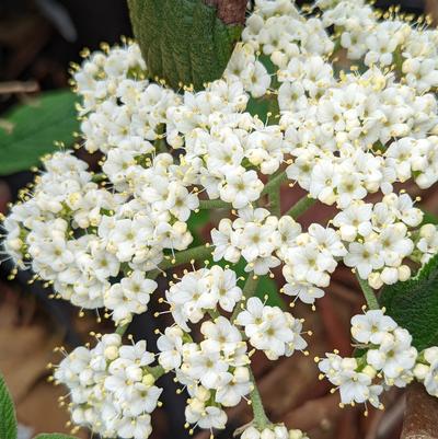 Viburnum x hytidophylloides Allegany