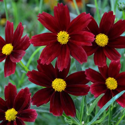 Coreopsis Li'l Bang™ Red Elf