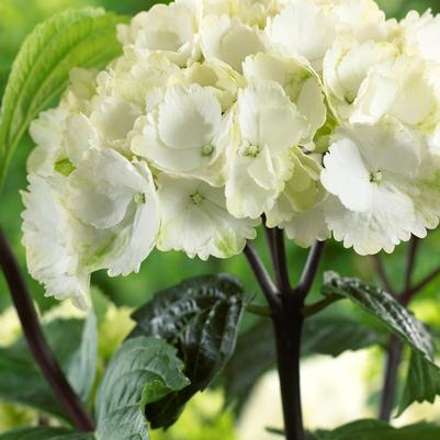 Hydrangea macrophylla Onxy™ Zebra
