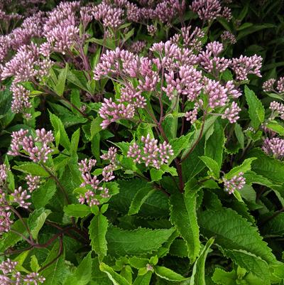 Eupatorium dubium 'Baby Joe'