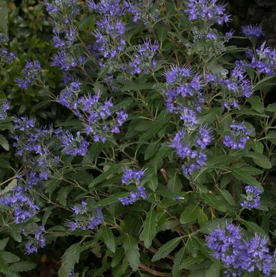 Caryopteris x clandonensis Beyond Midnight®