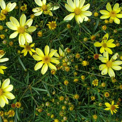 Coreopsis verticillata Moonbeam