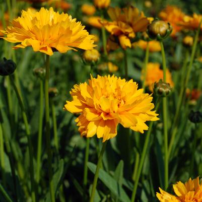 Coreopsis grand. Early Sunrise