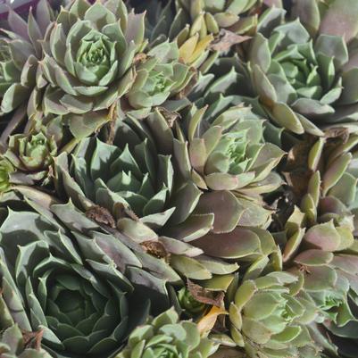 Sempervivum 'Pacific Blue Ice'