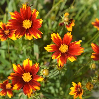 Coreopsis Lil' Bang™ Sun Splash