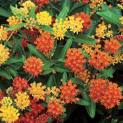 Asclepias tuberosa 'Gay Butterflies'