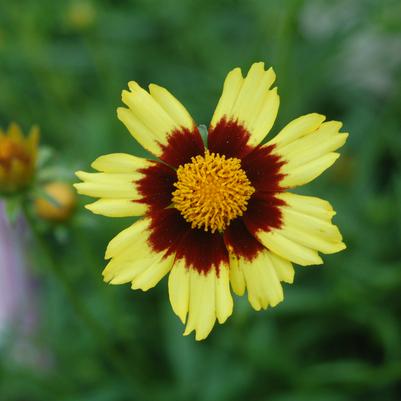 Coreopsis Big Bang™ Cosmic Eye