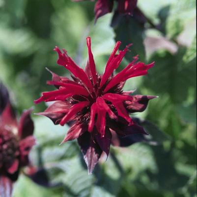 Monarda Raspberry Wine