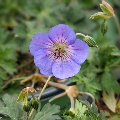 Geranium Azure Rush®