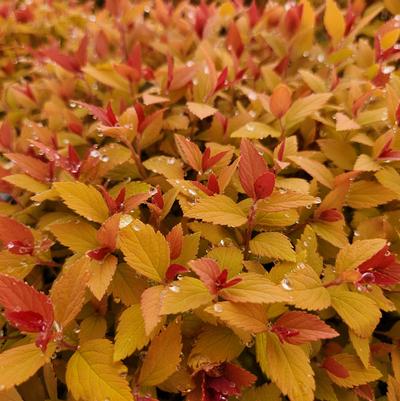 Spiraea jap. Double Play® Candy Corn®