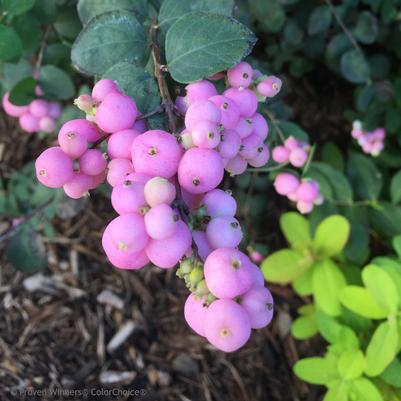 Symphoricarpos Proud Berry®