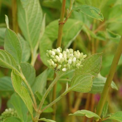 Cornus sericea 'Cardinal'