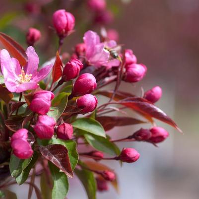 Malus Red Splendor