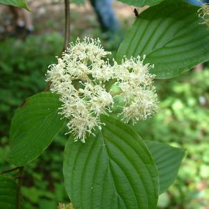 Cornus alternifolia 