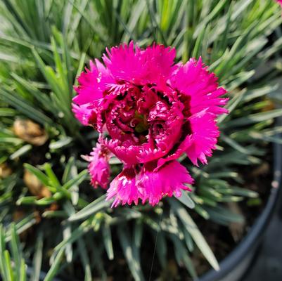 Dianthus hybrid Fruit Punch® 'Spiked Punch'