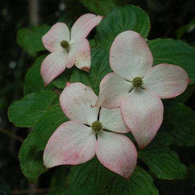 Cornus kousa Satomi