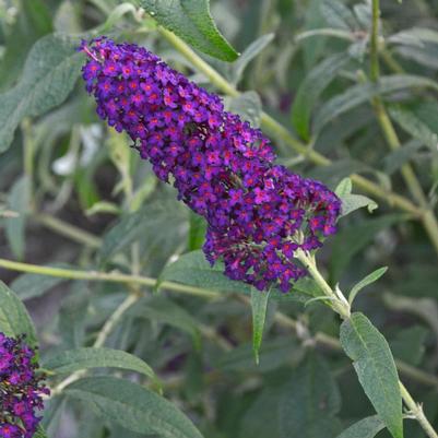 Buddleia Monarch® Dark Dynasty