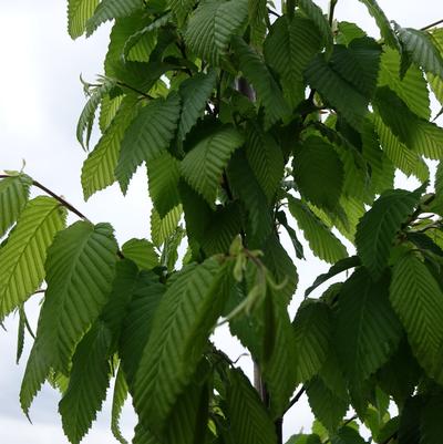 Carpinus betulus 'Frans Fontaine'