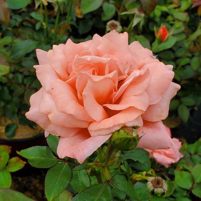 Rosa Easy Elegance® Sweet Fragrance