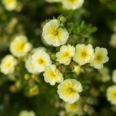 Potentilla fruticosa Lemon Meringue™