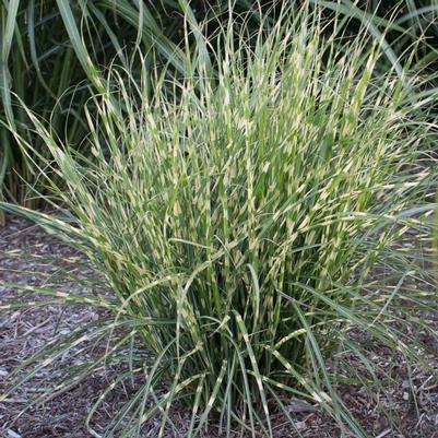 Miscanthus sinensis Bandwidth