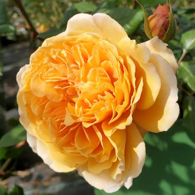 Rosa Crown Princess Margareta®