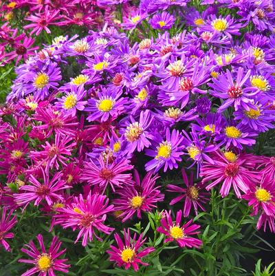 Aster Medley Mix