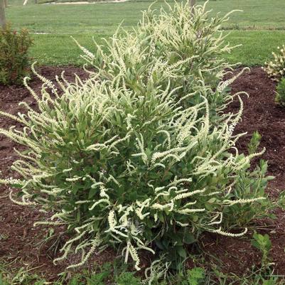 Clethra alnifolia Summer Sparkler™
