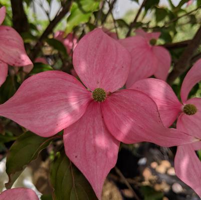 Cornus kousa Scarlet Fire®