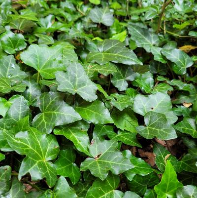 Hedera helix 