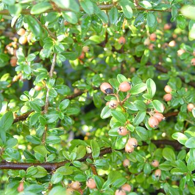 Cotoneaster dammeri Coral Beauty