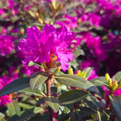 Rhododendron x 'PJM Elite Star'